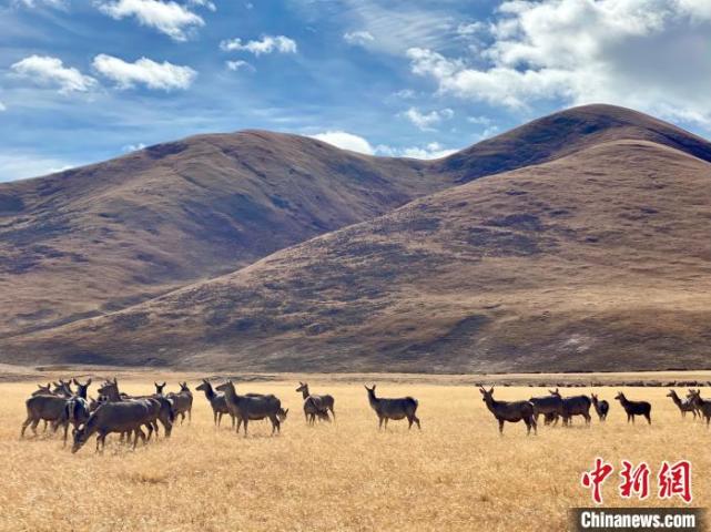 2021澜湄万里行走进西藏“小瑞士” 探访高原马鹿天堂