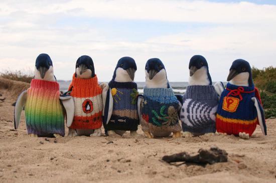 UK college teacher quits job to knit sweaters for penguins in Antarctica